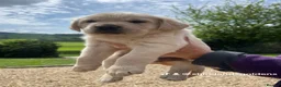 Goldador dogs for sale: One stunning goldador boy available ❤️ - Advert 22