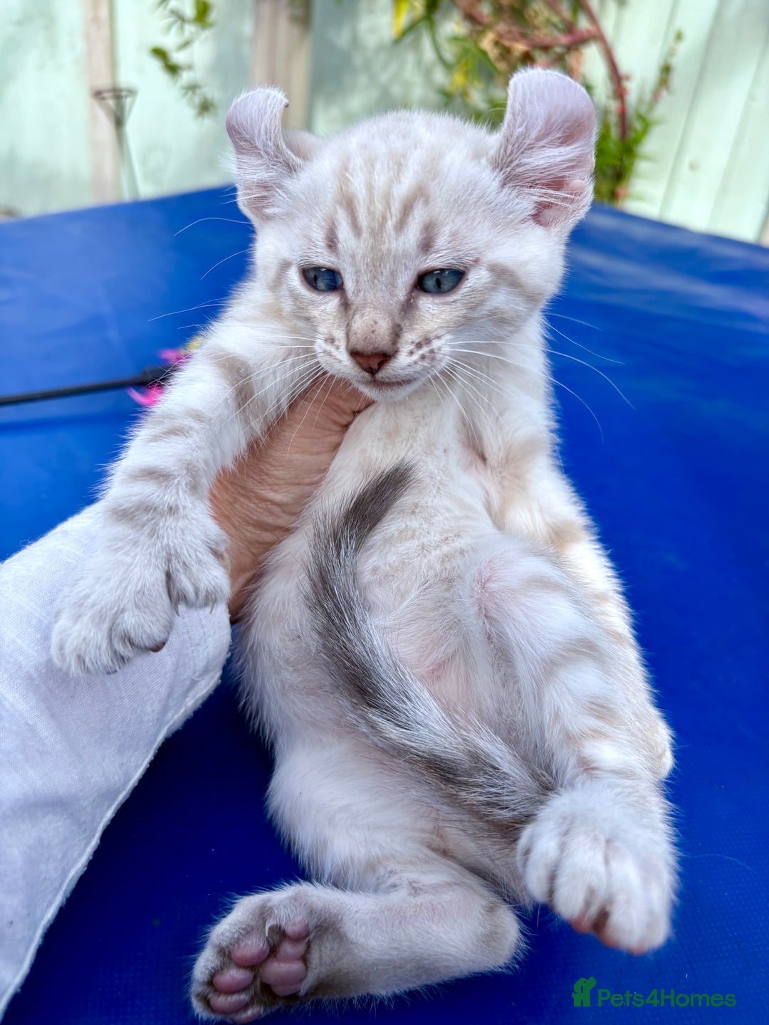Bengal cats for sale: Gob smacking rare kittens  - Image 19