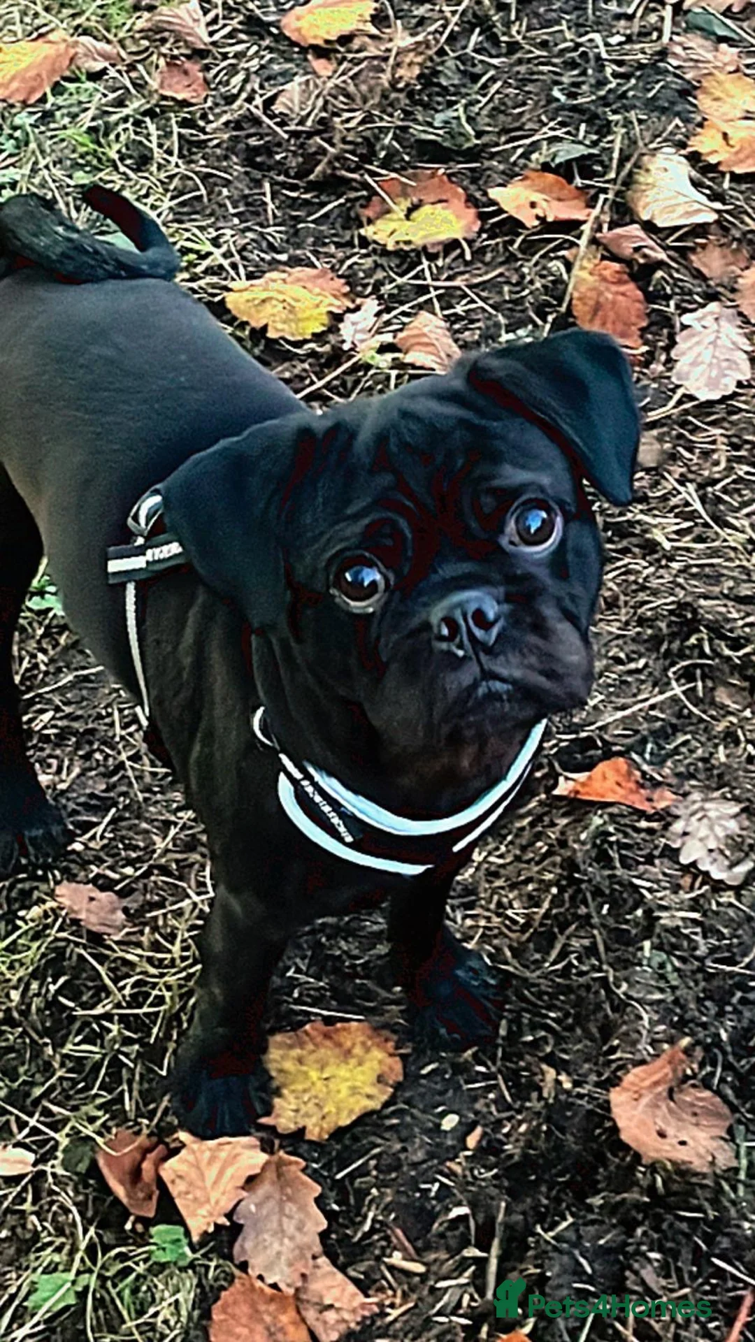 Mixed Breed dogs for sale: Rejoining my dog  - Advert 3
