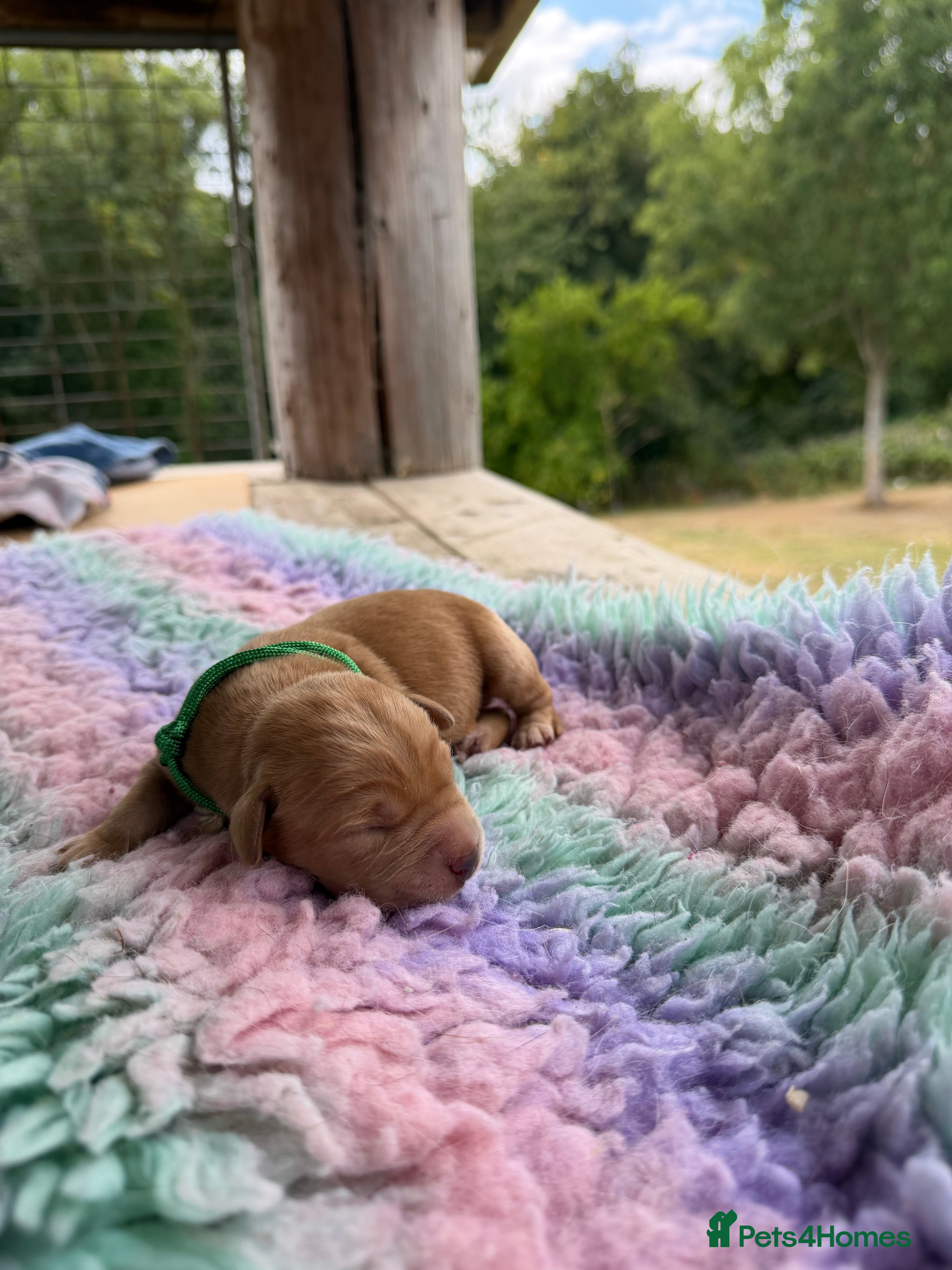 Labrador Retriever dogs Exceptional Stunning Labrador Puppies  - Advert 1