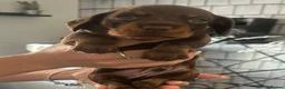Dachshund dogs for sale: Dachshund puppies  - Advert 2