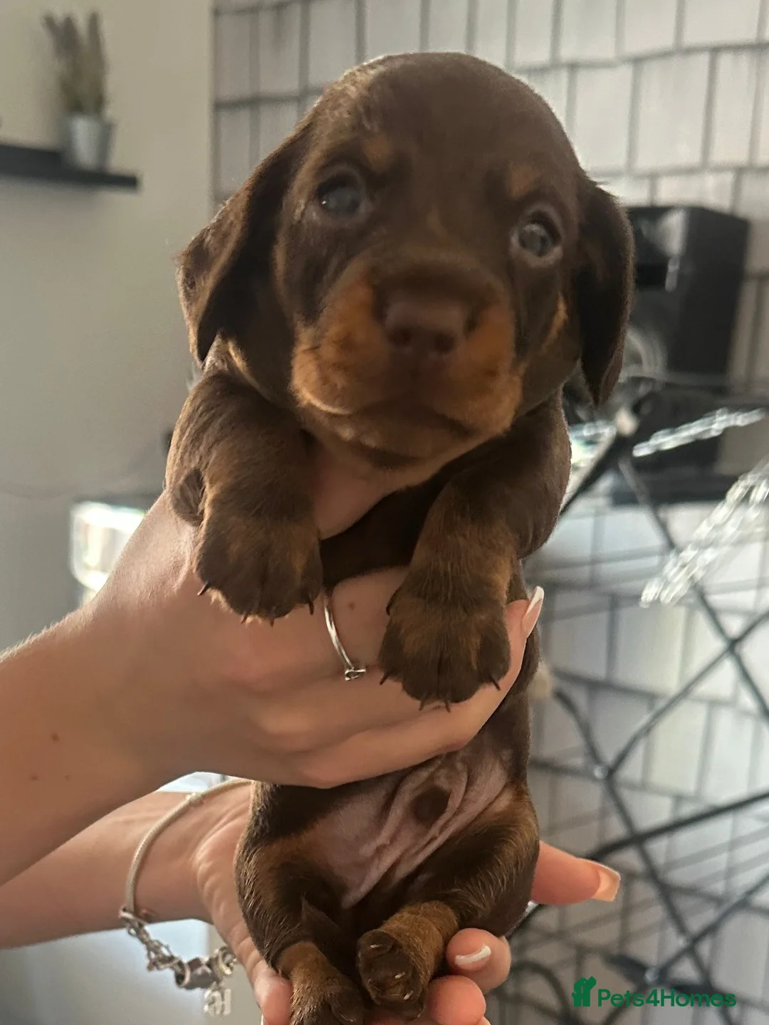 Dachshund dogs for sale: Dachshund puppies  - Advert 2