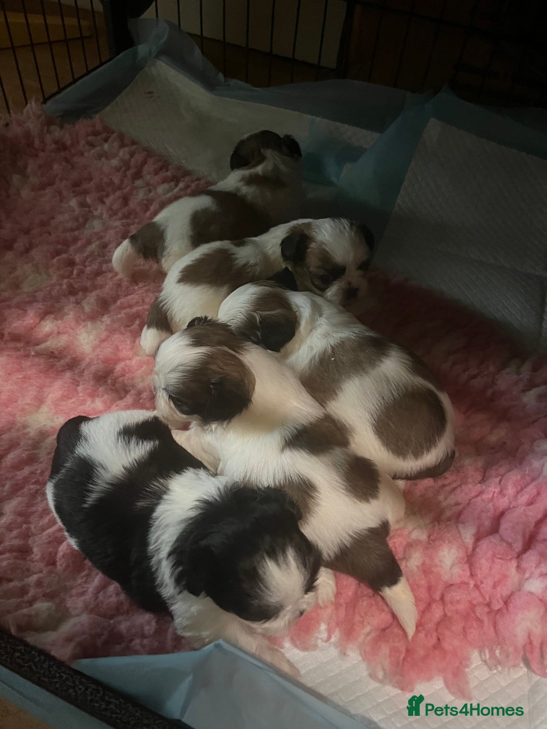 Shih Tzu dogs for sale: Shih tzu puppies  - Advert 10