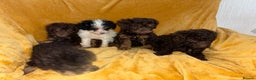 Cavapoo dogs for sale: Ready now Cavapoo puppies for sale  - Advert 7