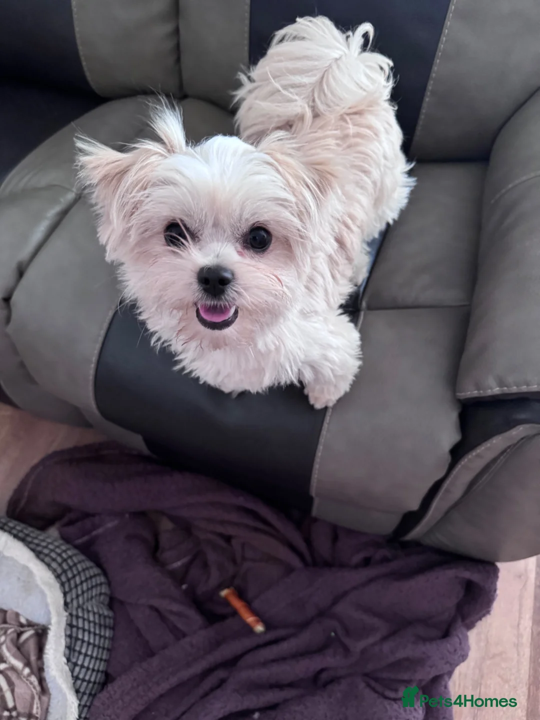 Mixed Breed dogs for sale: Shi chi absolutely stunning  in Burton-on-Trent - Advert 2