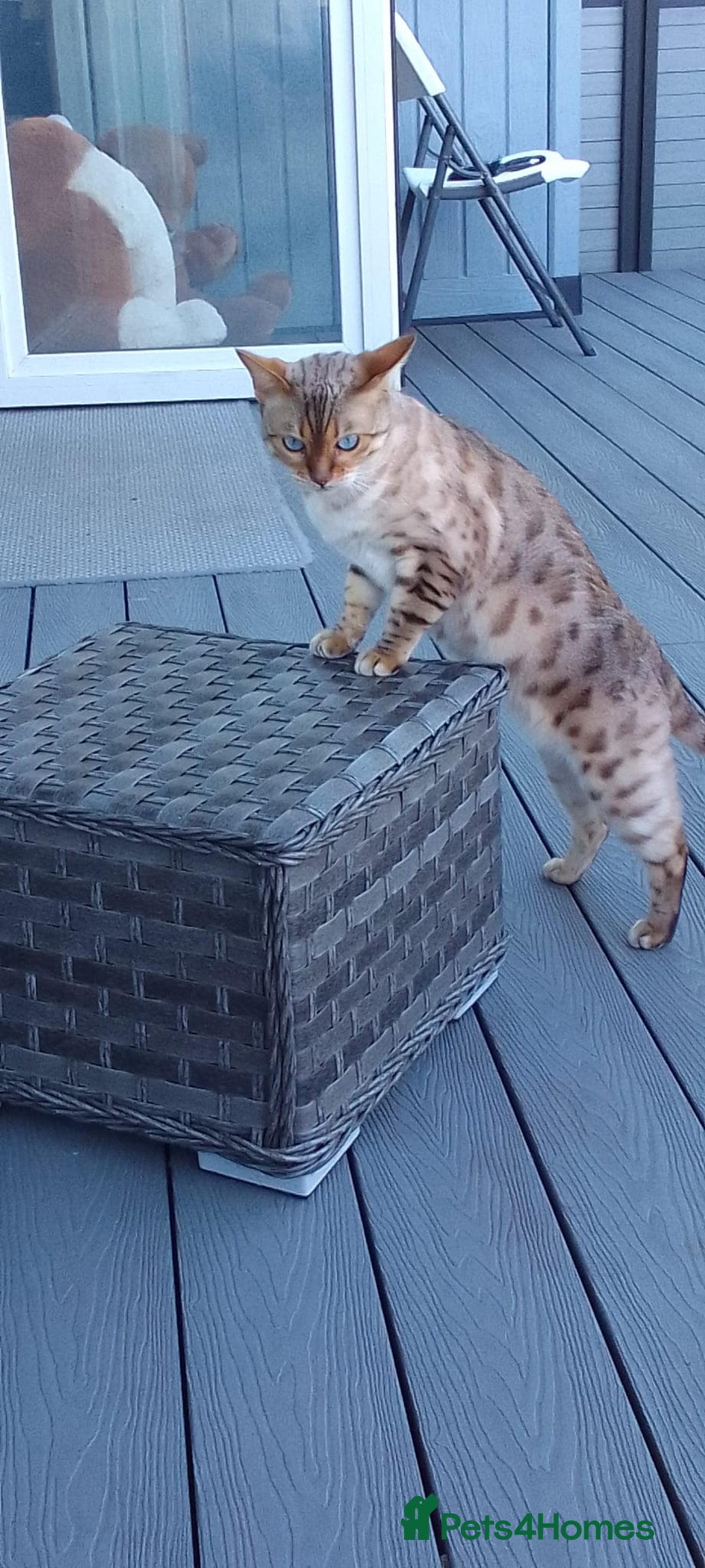 Bengal cats for sale: 2 female bengal cats 8 & 6 - Image 7