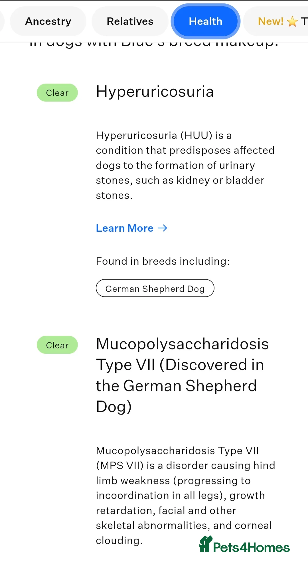 German Shepherd dogs for stud: PROVEN KC REG STRAIGHT BACK BLUE BICOLOUR in Redditch - Advert 19