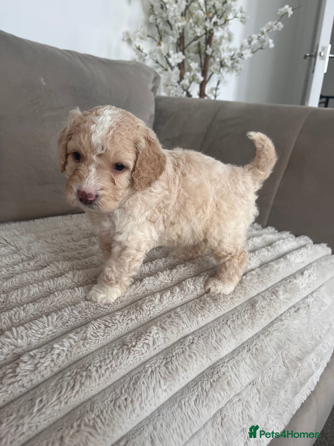 Sproodle dogs for sale: Sproodle puppies  - Image 5