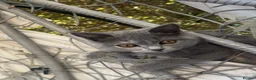 British Shorthair cats for sale: British short hairxPersian kittens - Advert 3