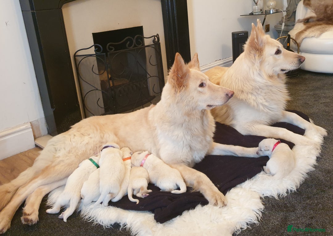 German Shepherd dogs for sale: Stunning White German Shepherds   - Image 2