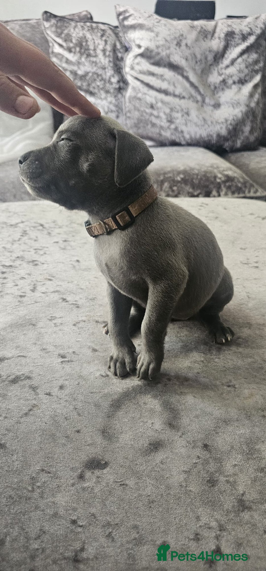 Staffordshire Bull Terrier dogs for sale: Staffordshire Bull Terrier Puppies for Sale - Image 8