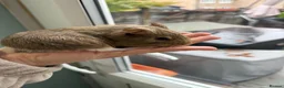 Guinea Pig rodents for sale: 2 beautiful baby boy guinea pigs  - Advert 10