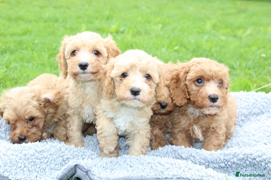 Cavapoochon dogs for sale: Stunning litter of Cavapoochons Ready Thursday  - Image 11