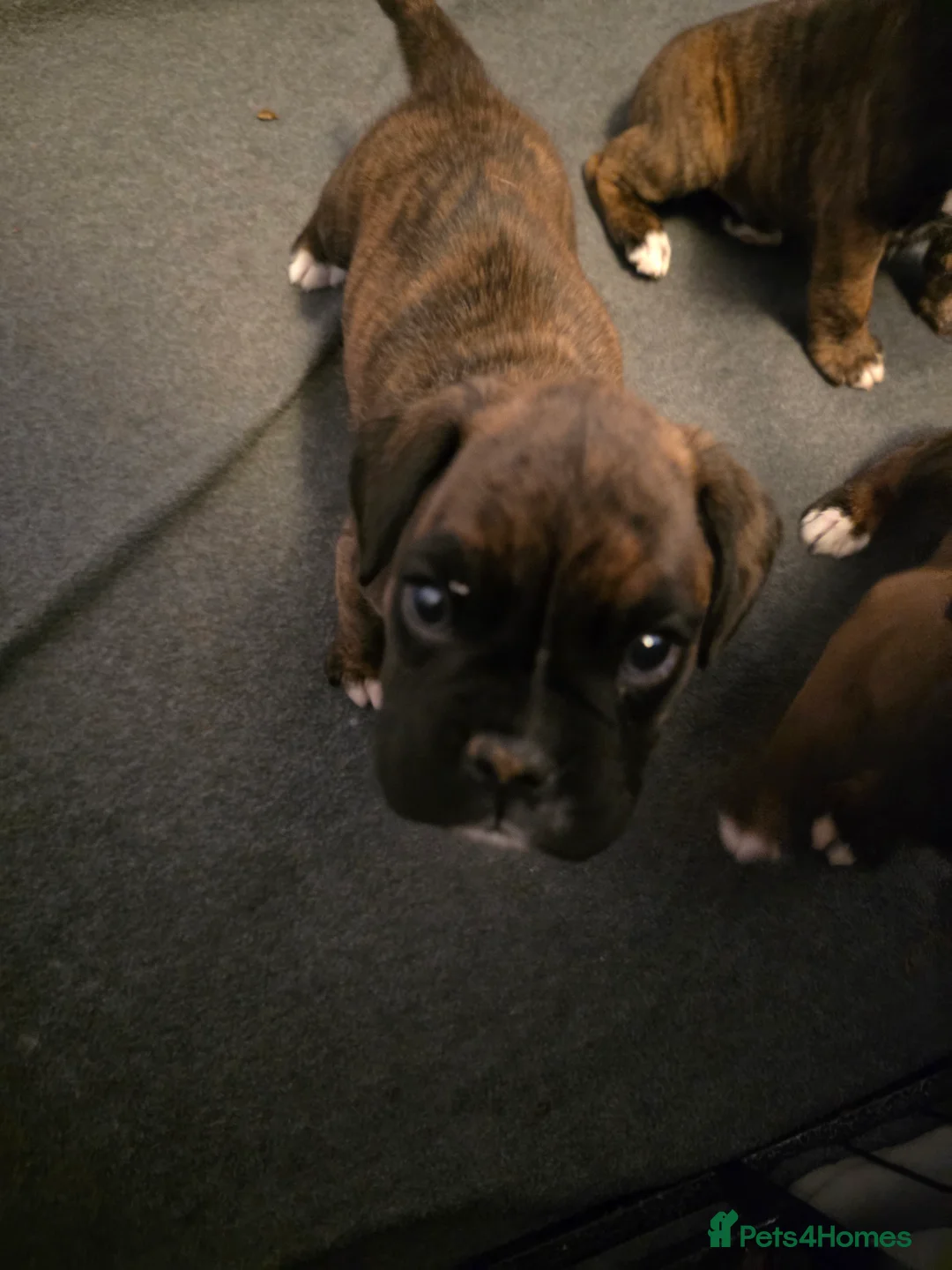 Boxer dogs for sale:  1 brindle girl kc reg come take a look x - Advert 2