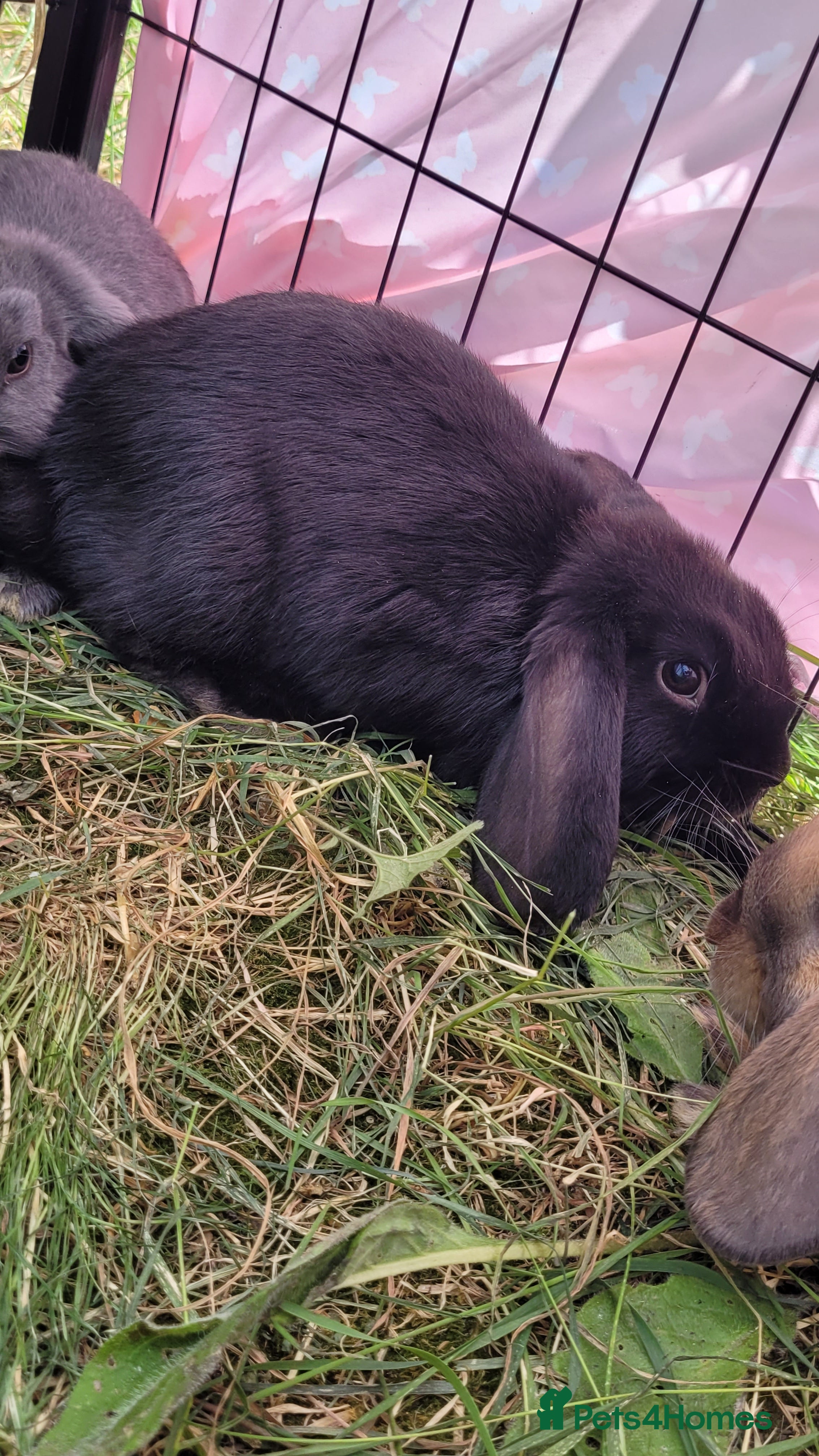 Mini Lop rabbits Only 2 boys Ready now Beautiful pure mini lops  - Advert 16