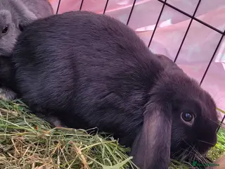 Mini Lop rabbits Only 2 boys Ready now Beautiful pure mini lops - Advert 16