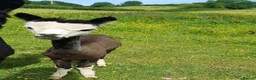 Alpaca livestock for sale: Stunning entire male alpaca for sale in Kidwelly - Advert 2