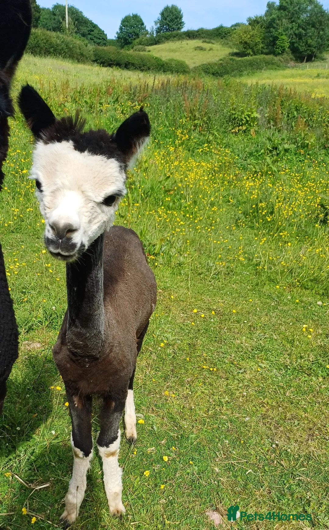 Alpaca livestock for sale: Stunning entire male alpaca for sale in Kidwelly - Advert 2