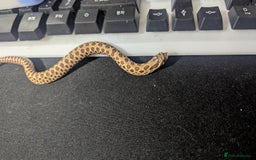 Snake reptiles for sale: Cb25 hognose snake babies. Varied morphs and sexes - Image 3