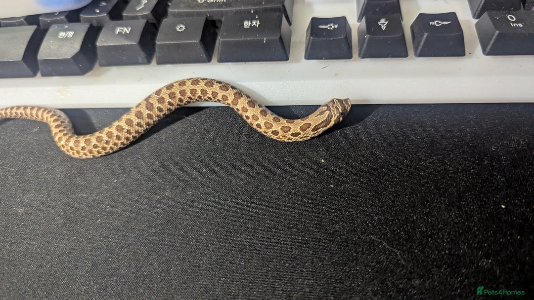 Snake reptiles for sale: Cb25 hognose snake babies. Varied morphs and sexes - Image 3