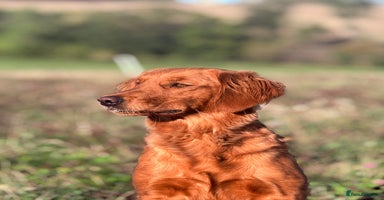 Golden Retriever dogs - Advert 1