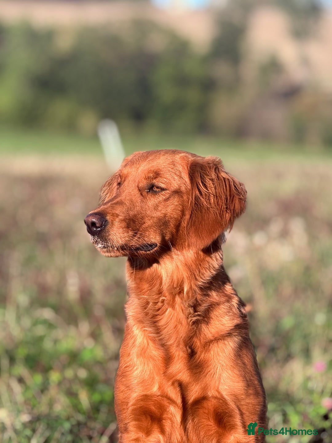 Golden Retriever dogs for sale: Exciting KC working golden retriever puppies due - Image 2