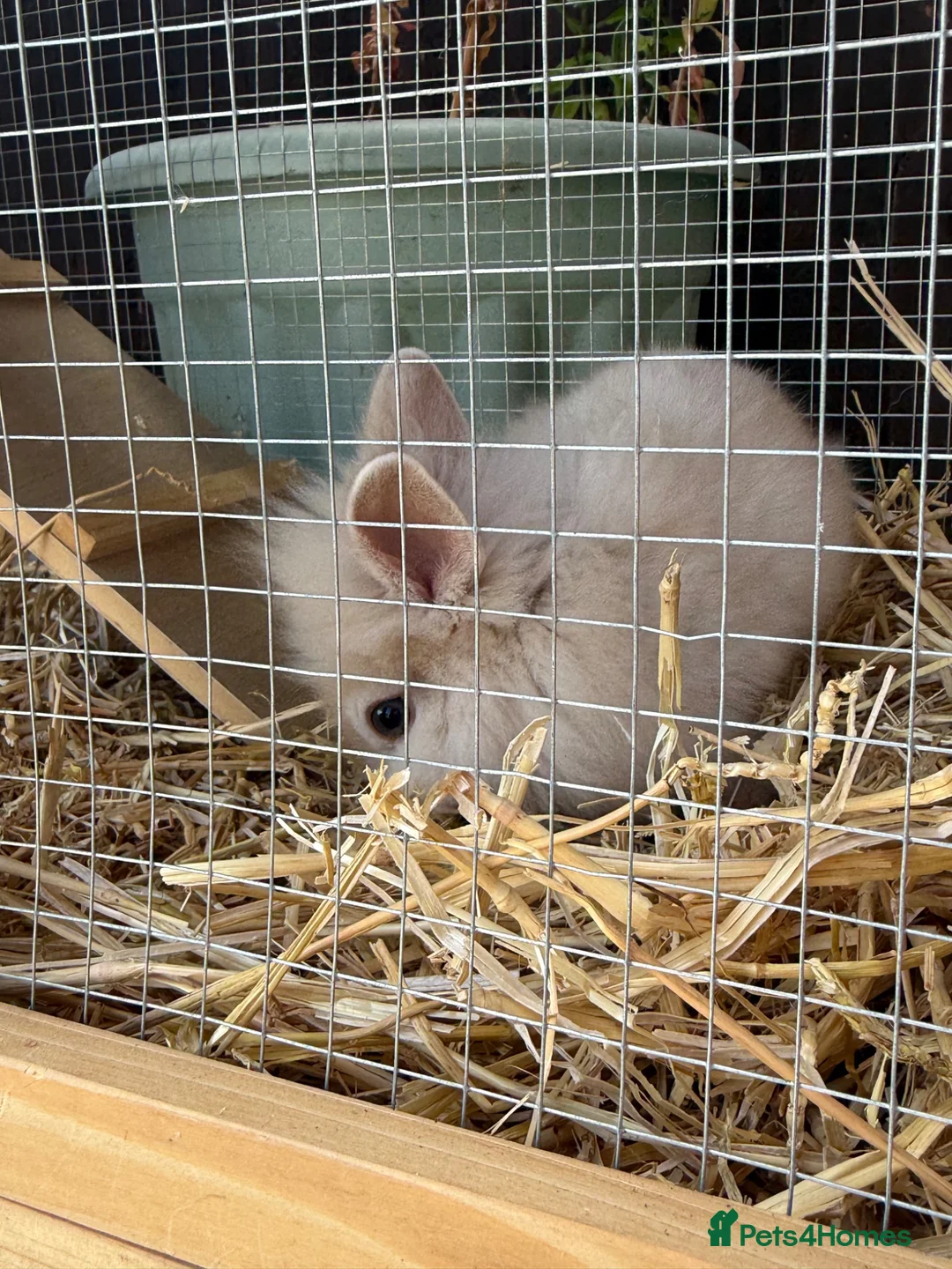 Lionhead rabbits for sale: Baby bunnies  - Advert 1