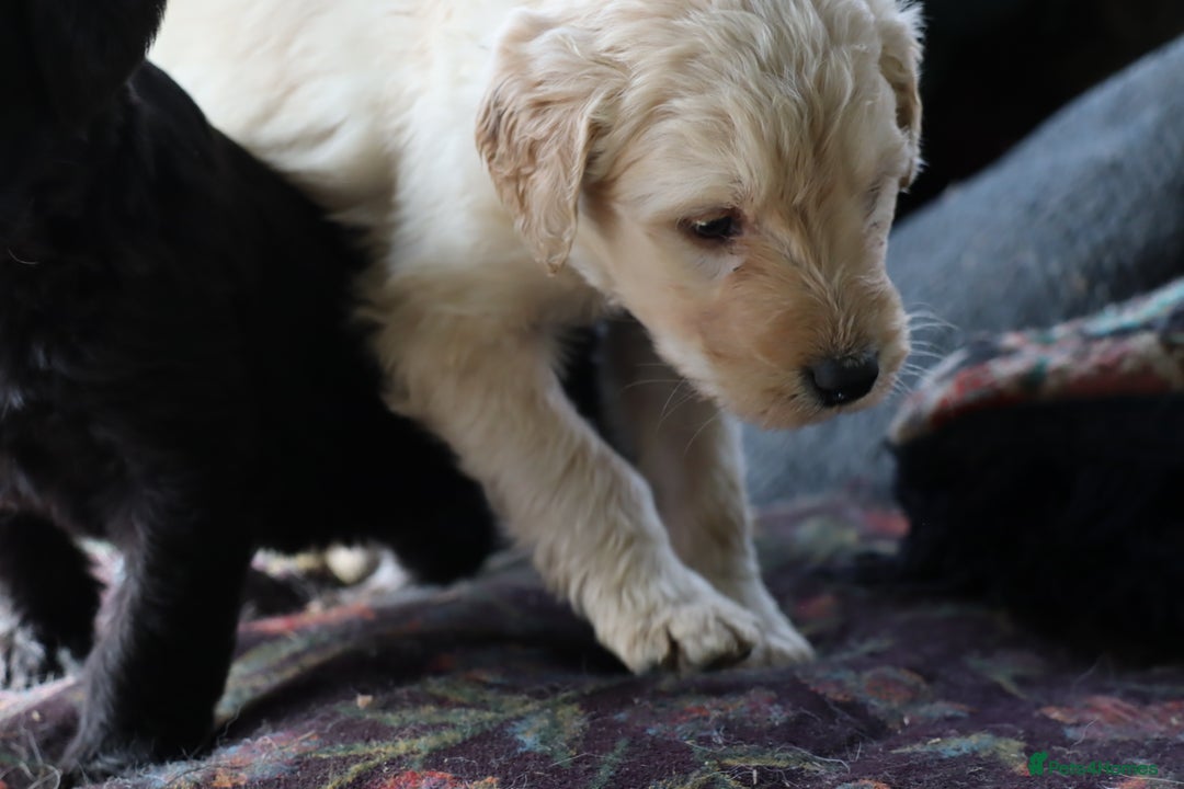 Labradoodle dogs for sale: Lovely Labradoodle Puppies Licenced Breeder - Image 20