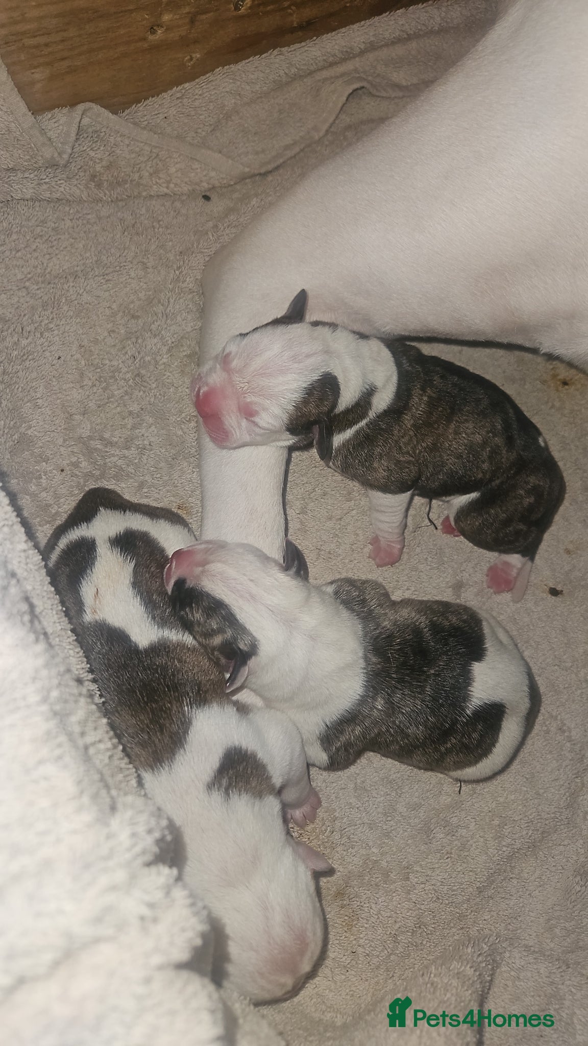 American Bulldog dogs for sale: American bulldog puppies  in Walsall - Advert 6