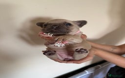 French Bulldog dogs for sale: Stunning platinum and lilac fawn boys and girls - Image 6