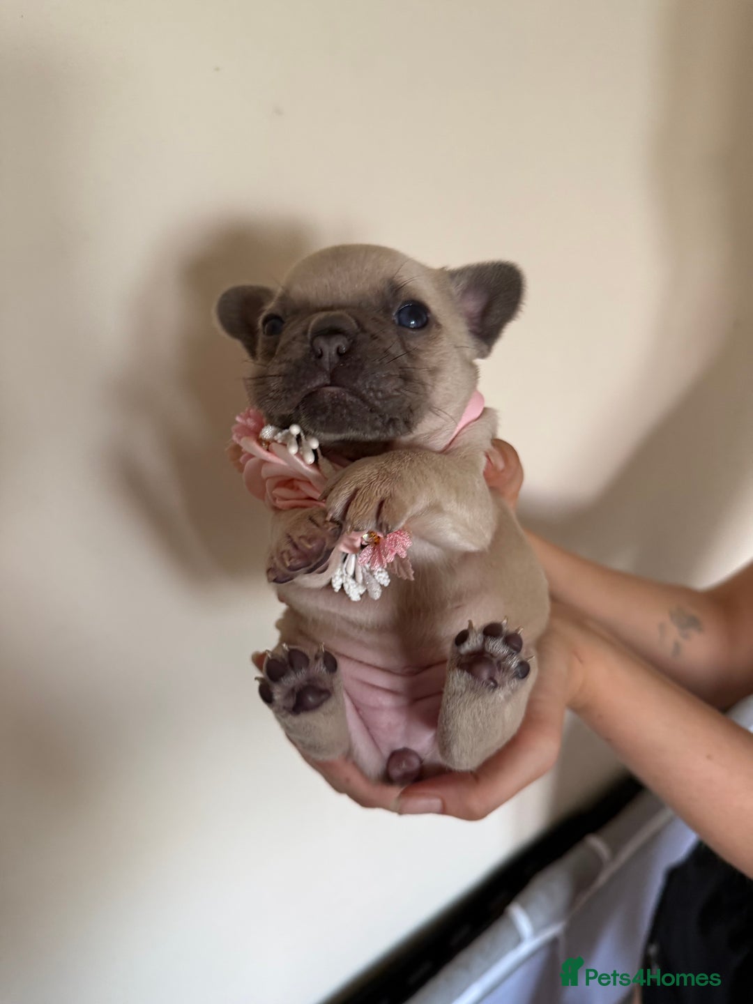 French Bulldog dogs for sale: Stunning platinum and lilac fawn boys and girls - Image 6