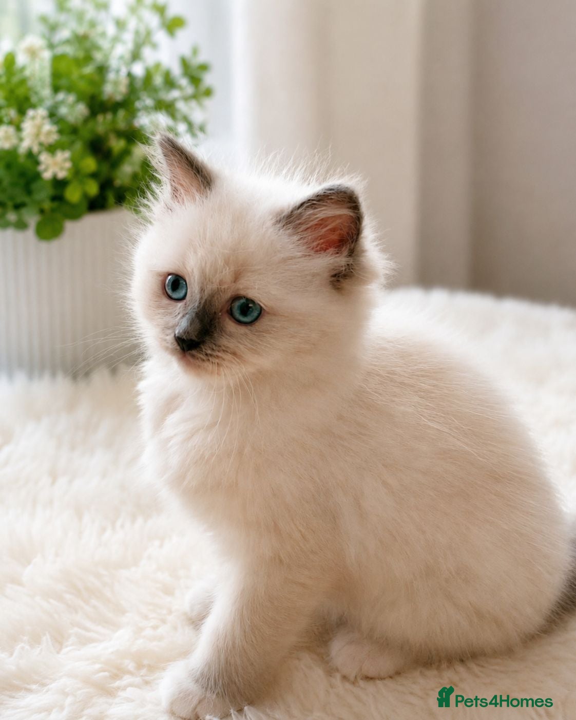 Ragdoll cats Raised with Love, looking for forever homes 🏠❤️ - Advert 1