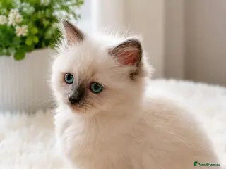 Ragdoll cats Raised with Love, looking for forever homes 🏠❤️ - Advert 1