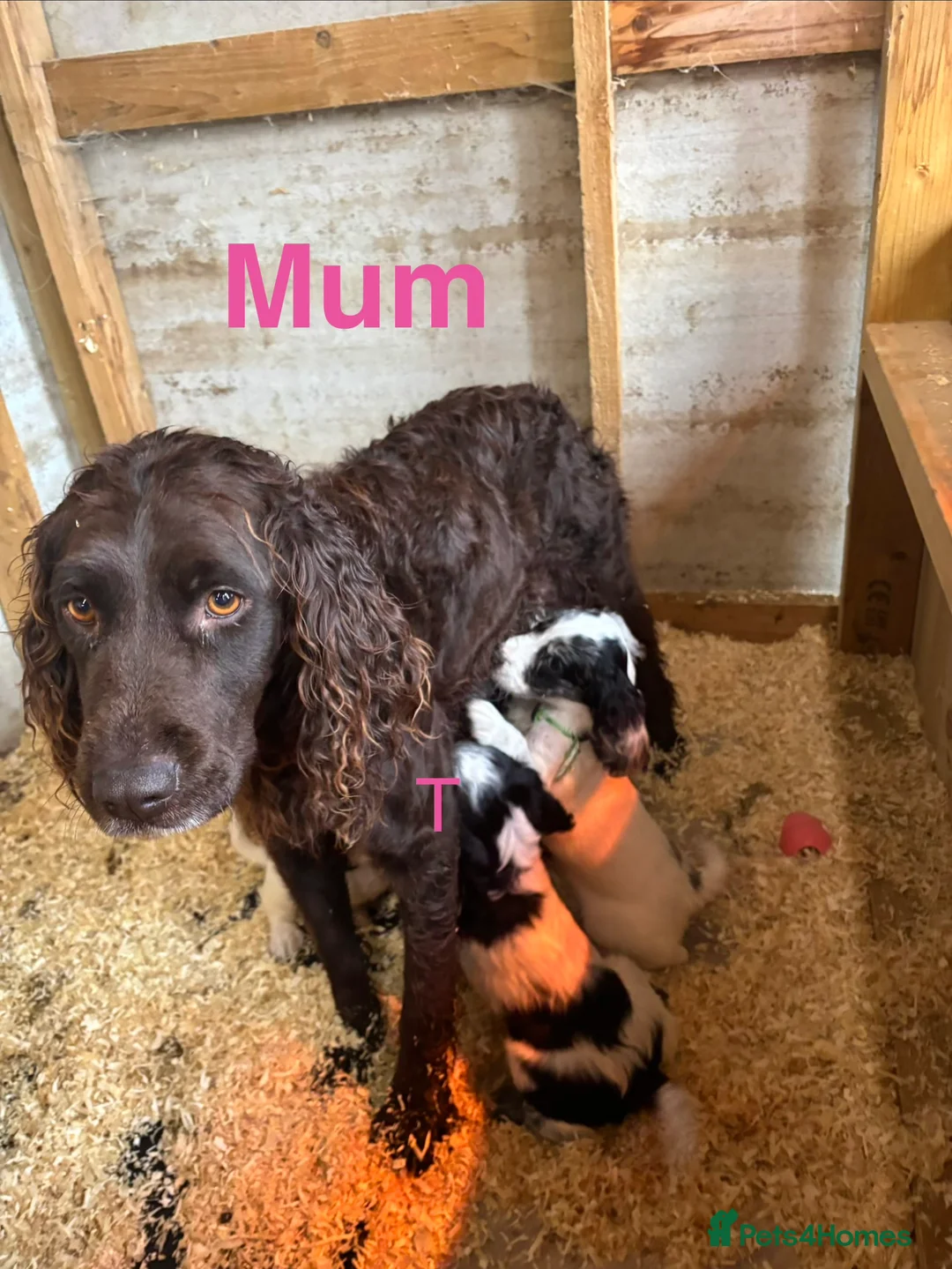 Cocker Spaniel dogs for sale: Cocker Spaniel puppies  - Advert 1