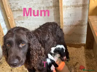 Cocker Spaniel dogs Cocker Spaniel puppies - Advert 7