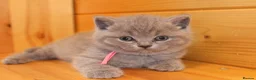 British Shorthair cats for sale: Gorgeous Pure British Shorthair Teddy Bear Kittens - Advert 24