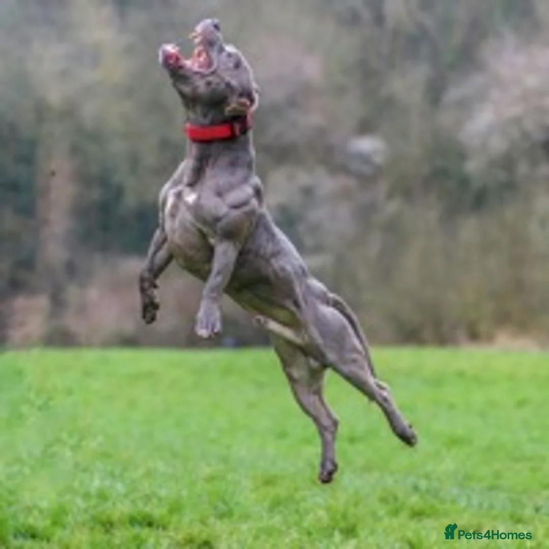 Staffordshire Bull Terrier dogs for stud: STAFFORDSHIRE BULLTERRIER BLUE STUD in Milton Keynes - Advert 2