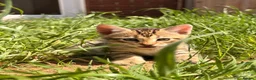 Bengal cats for sale: 🐆✨[REDUCED REDUCED!!!] LAST TWO – PURE BENGAL’S❤️ - Advert 13