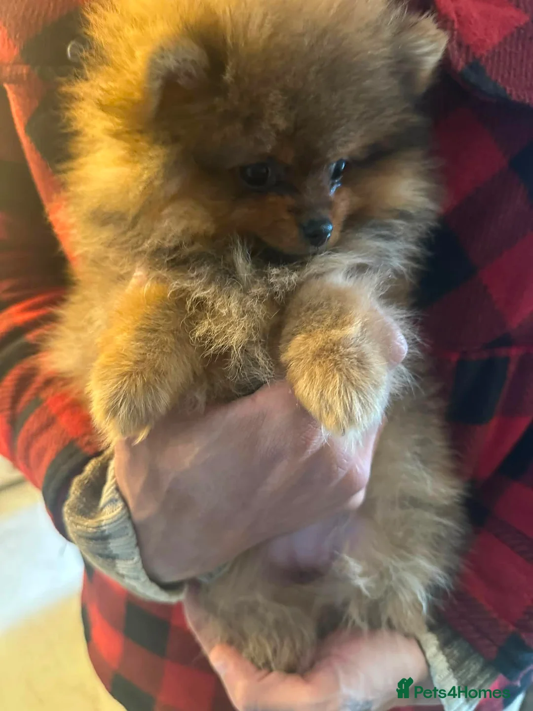 Pomeranian dogs for sale: KC Russian/taiwan Femail Poms - Advert 2