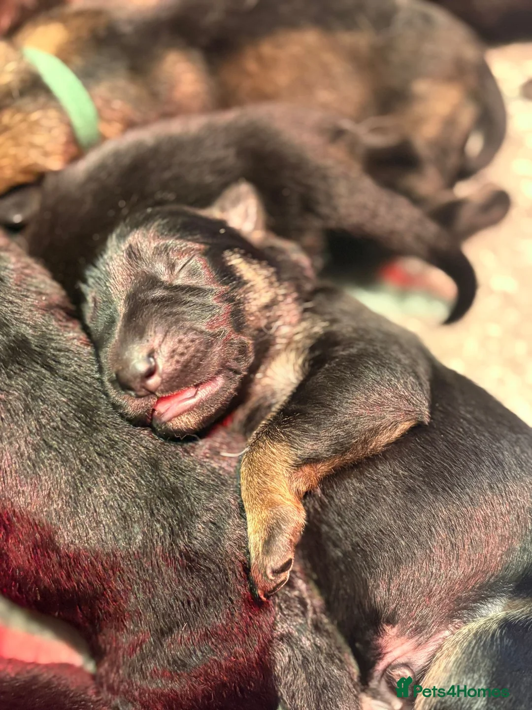 German Shepherd dogs for sale: Europe’s Elite line bred pedigree  - Advert 2