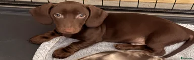 Miniature Dachshund Puppy 1