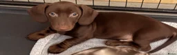 Miniature Dachshund dogs for sale: Minature pure chocolate dachshund  - Advert 2