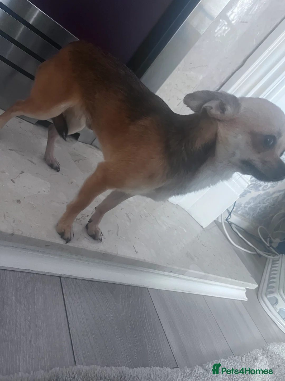 Chihuahua dogs for sale: Chihuahua  - Advert 3