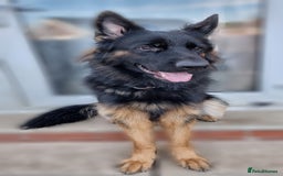 German Shepherd dogs for sale: German Shepherd Puppies - Image 5