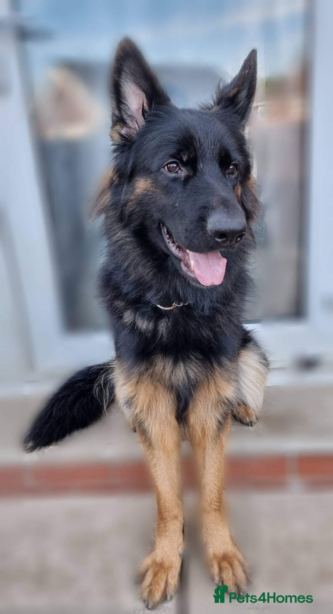 German Shepherd dogs for sale: German Shepherd Puppies - Image 5