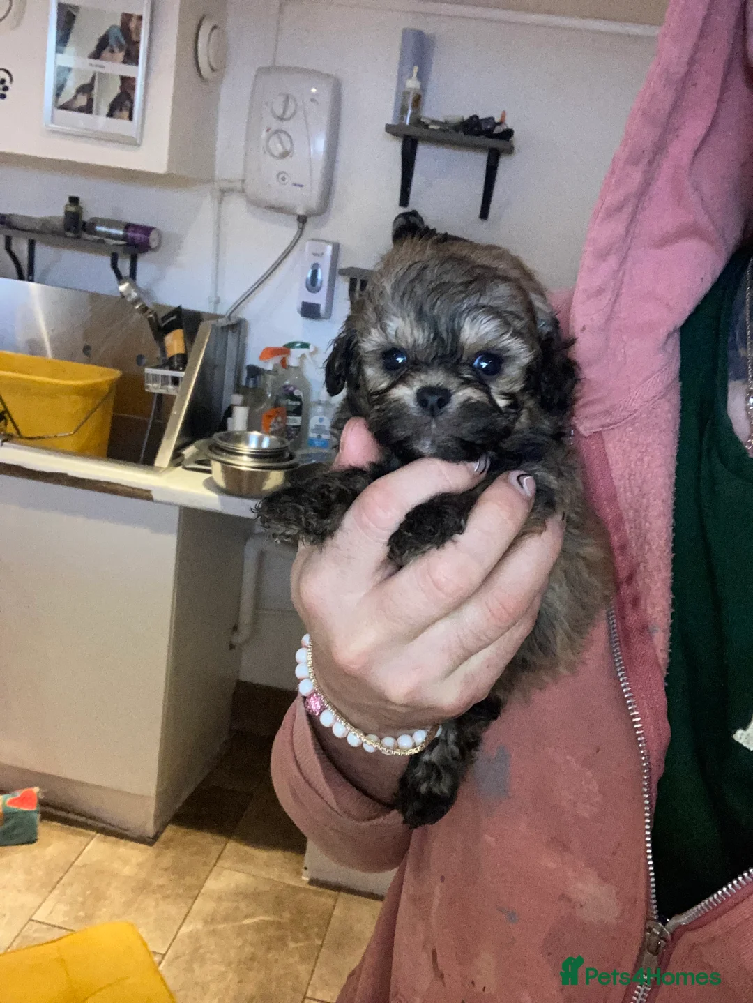 Shihpoo dogs for sale: WAITING LIST Toy Shihpoo puppies  - Advert 5