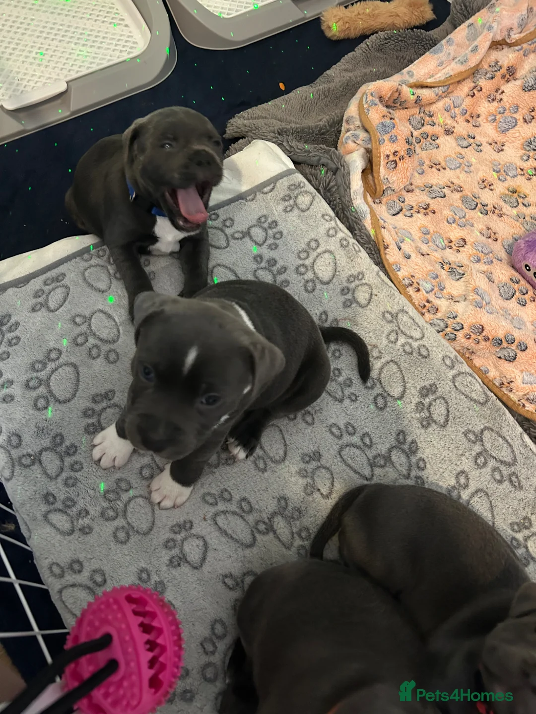 Staffordshire Bull Terrier dogs for sale: 👉 KC Blue Staffy Puppies – DNA Clear🔥 - Advert 2