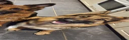 German Shepherd dogs for sale: German shepherd puppies  - Advert 15
