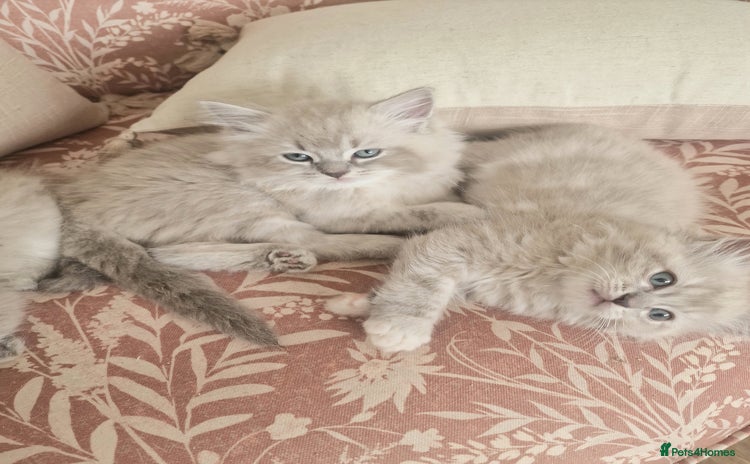 Ragdoll cats - Advert 1