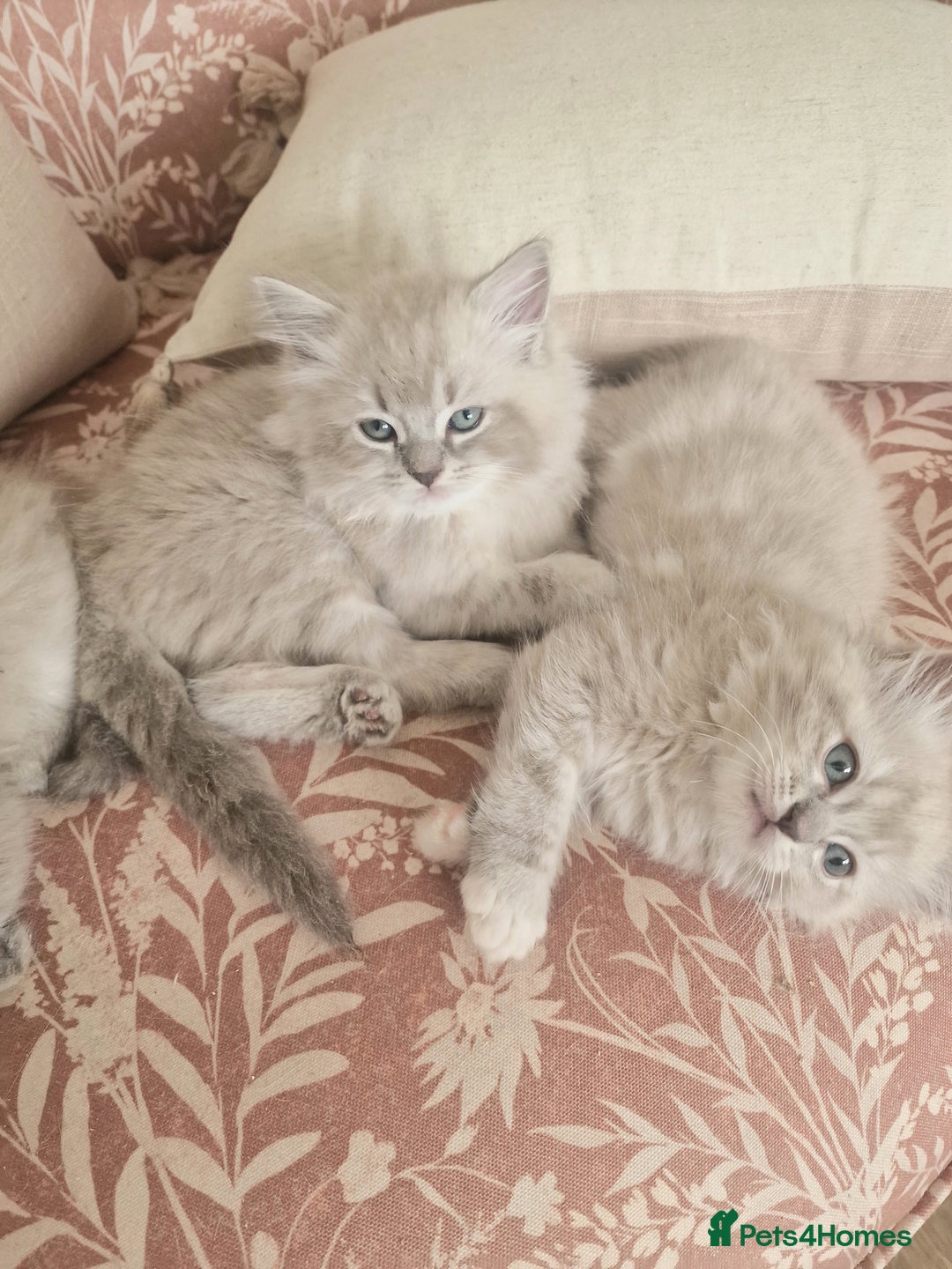 Ragdoll cats for sale: Mink ragdoll babies  - Image 1